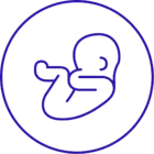 Grafik Embryo